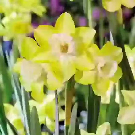 Verdin